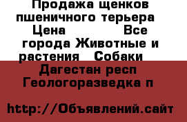 Продажа щенков пшеничного терьера › Цена ­ 30 000 - Все города Животные и растения » Собаки   . Дагестан респ.,Геологоразведка п.